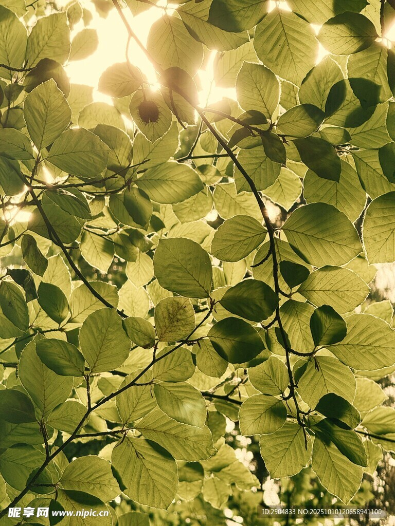阳光透过绿叶的美丽景象