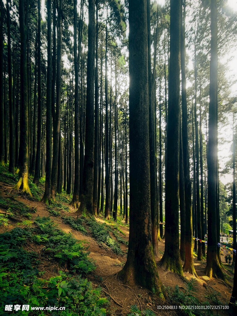 静谧森林中的阳光小径