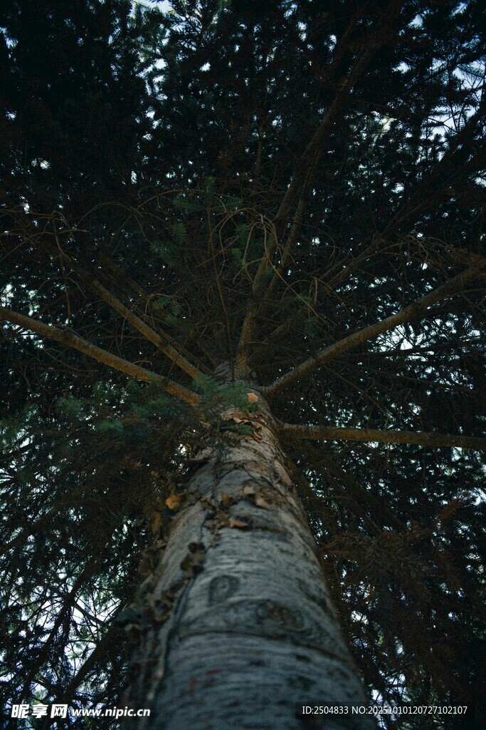 仰视挺拔高大的参天树木