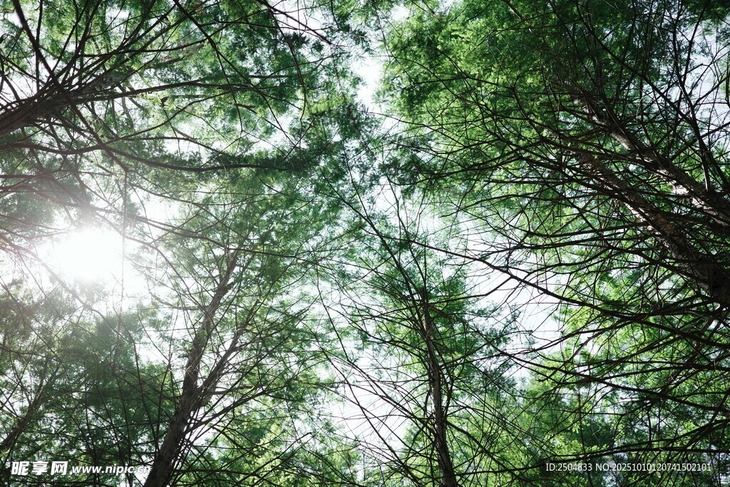 阳光穿透森林绿树成荫