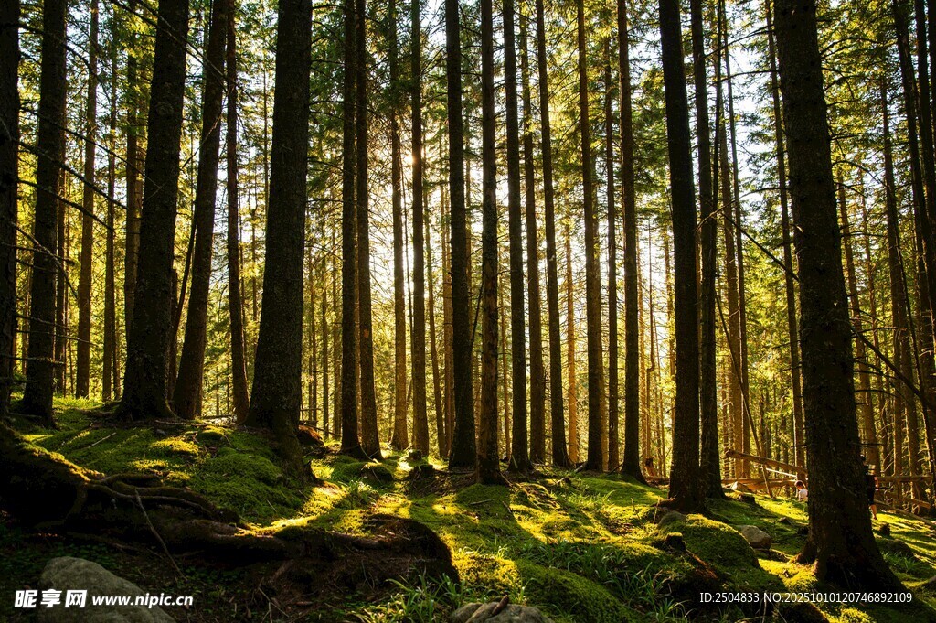 阳光洒落的静谧森林