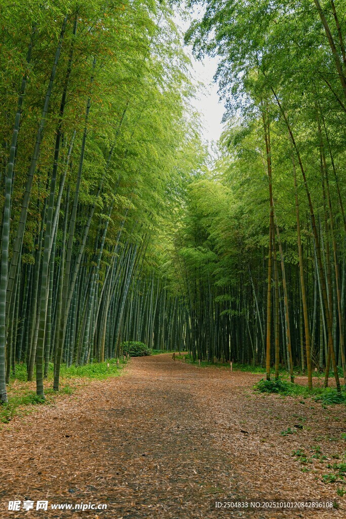 竹林小径 静谧自然之景