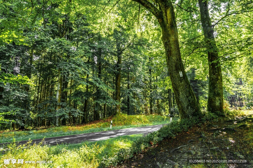 林间小道 绿意盎然的自然景
