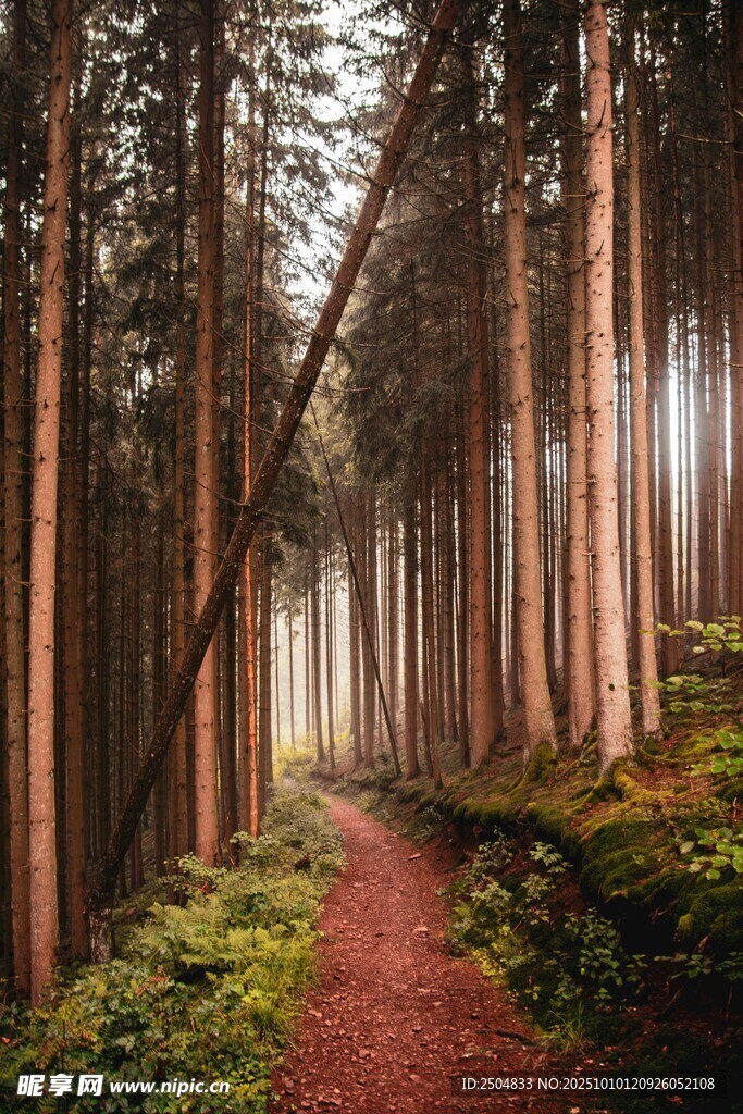 林间红径 静谧森林之景