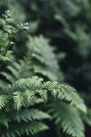 翠绿蕨类植物特写