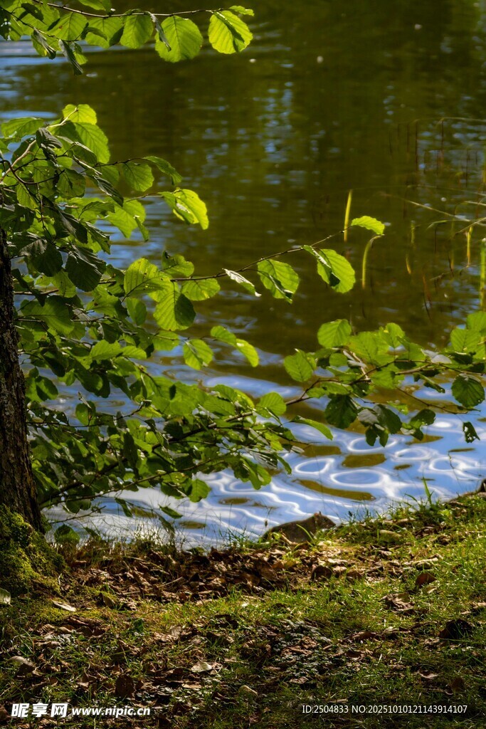 湖畔绿意盎然的自然景致