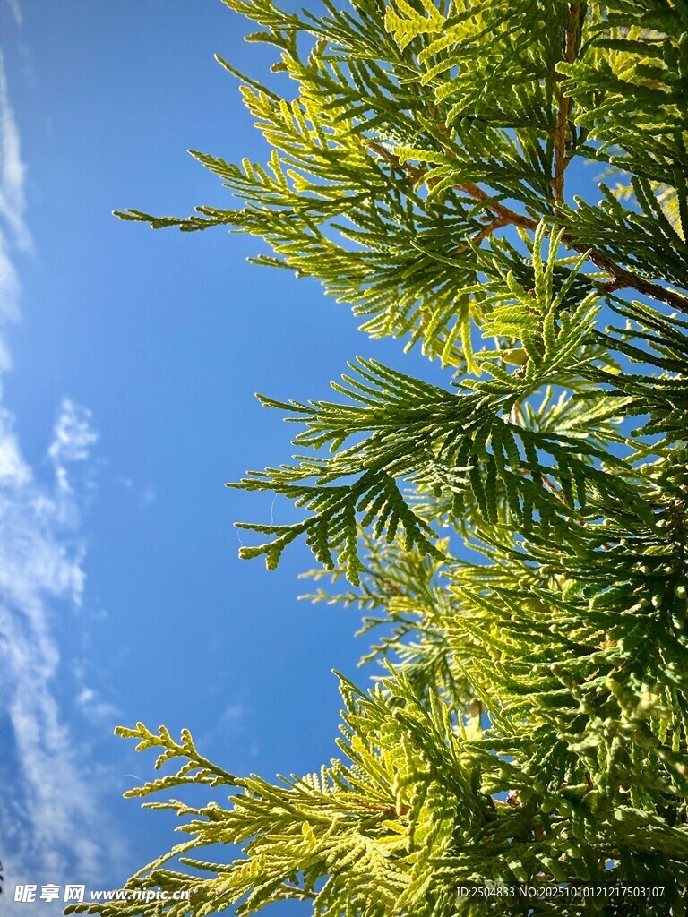 蓝天翠竹 清新自然景致