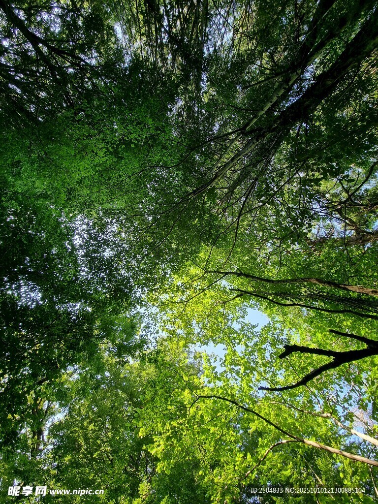 仰视茂密翠绿的林间景象