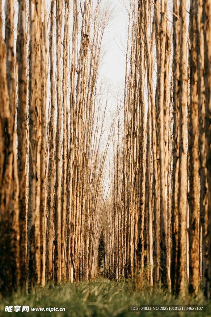 林间笔直树木的自然景致