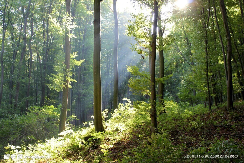 阳光洒落的静谧森林