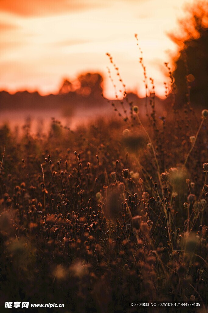 夕阳下的花草美景
