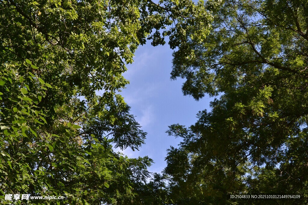 仰视绿树间的蔚蓝天空