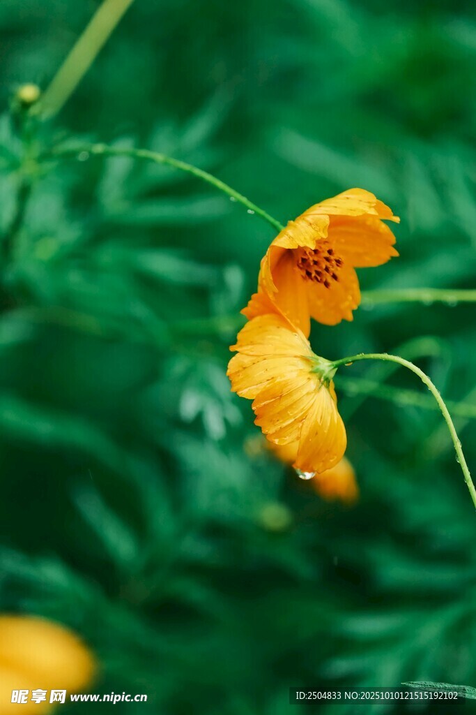 黄色花朵特写
