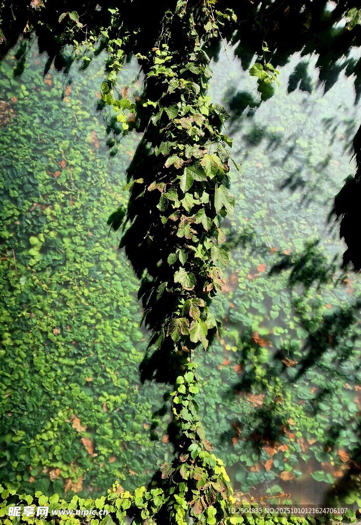 山间绿意盎然的藤蔓景观