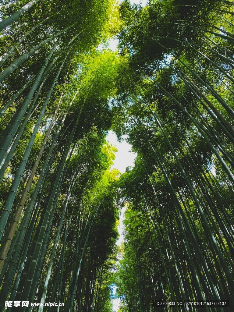 翠绿竹林间的光影美景
