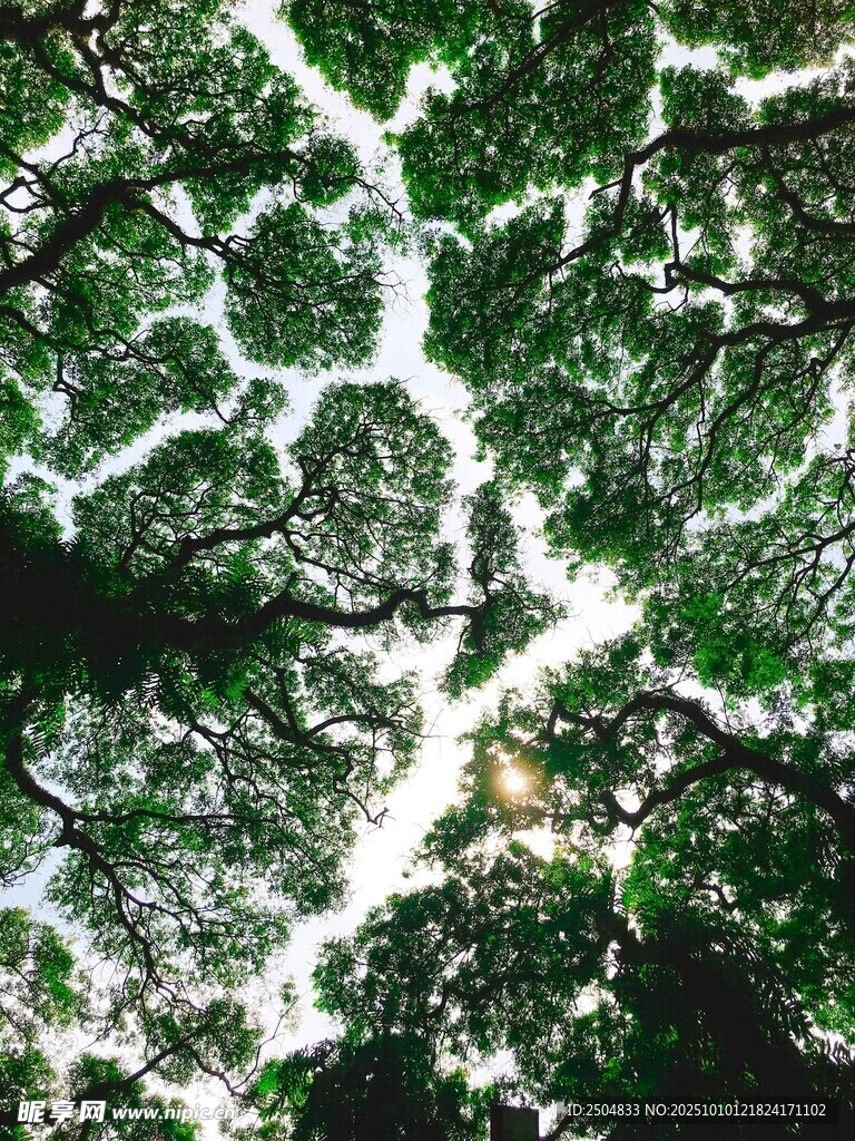 茂密枝叶下的光影世界