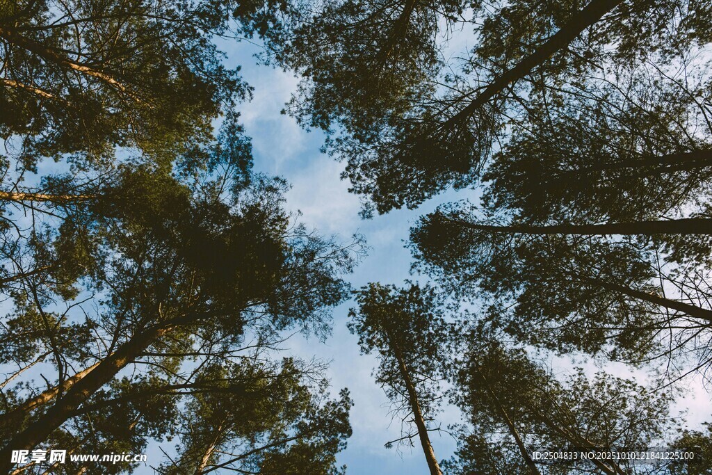 仰望森林树冠的自然美景