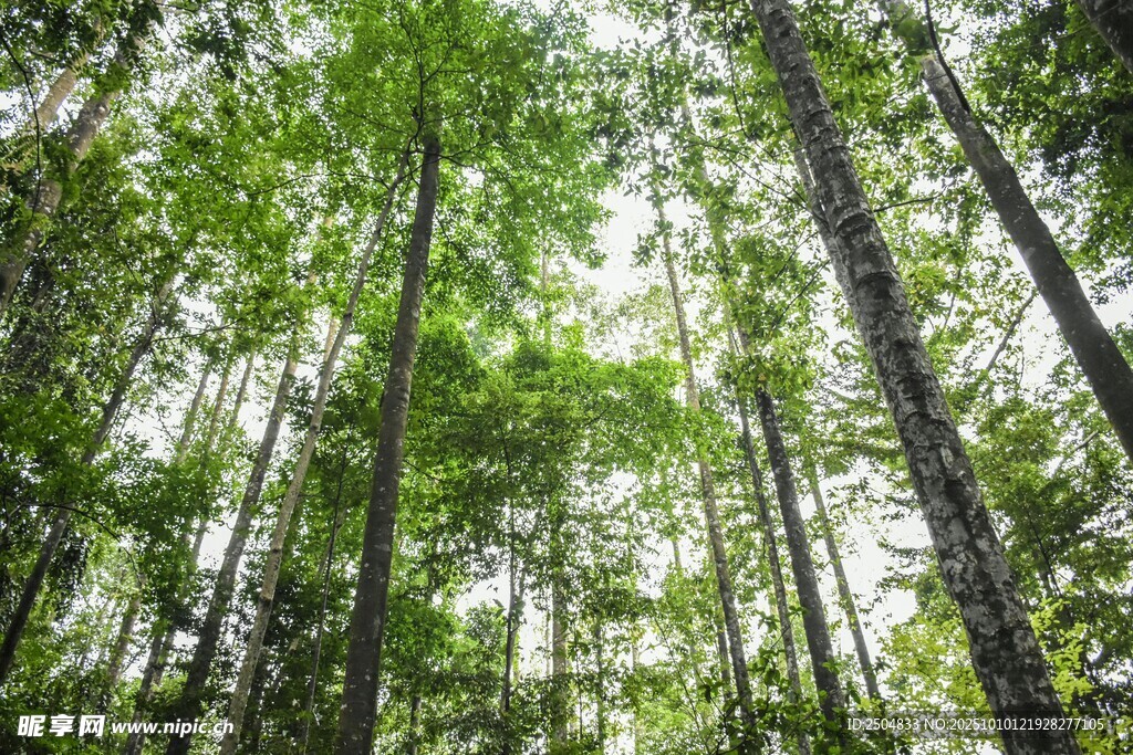 茂密森林绿意盎然