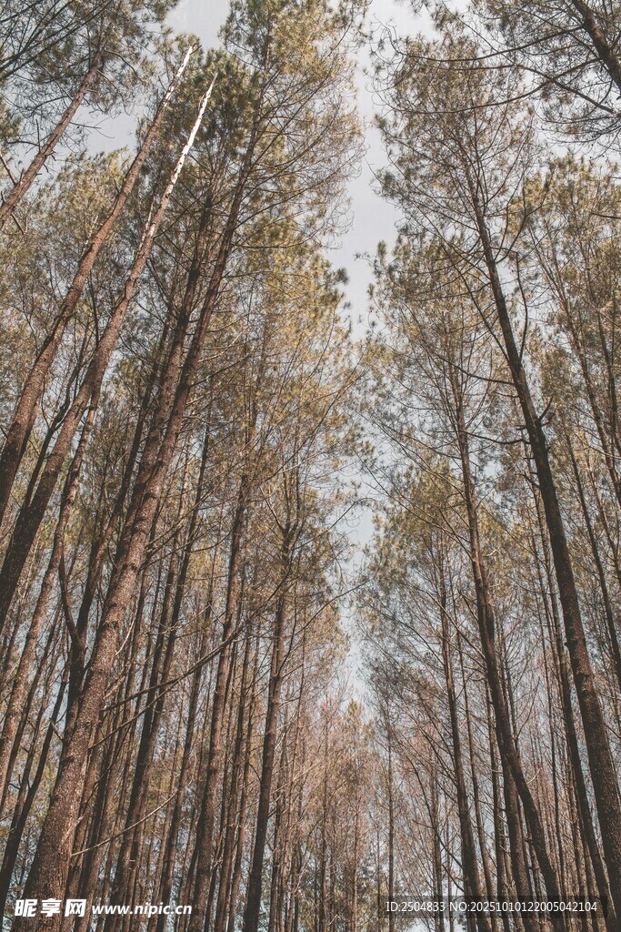 秋日挺拔树林景象