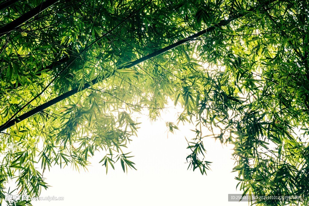 阳光透过竹叶洒下的美景