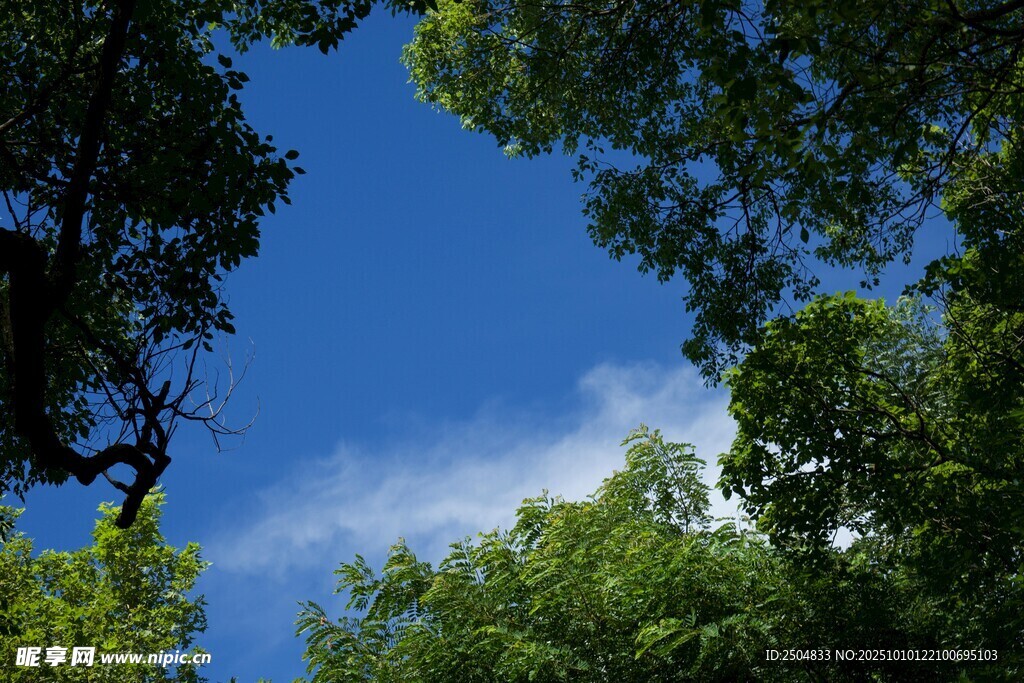 仰望蓝天绿树美景