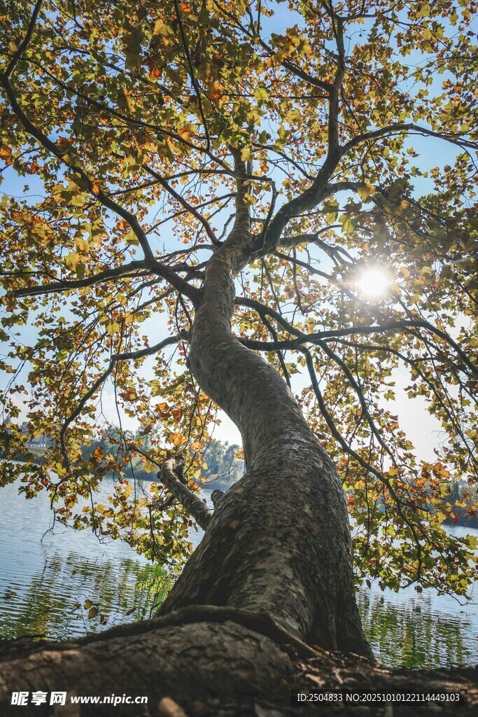 阳光下弯曲树干的大树