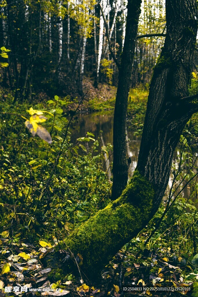 秋日森林中的静谧自然景