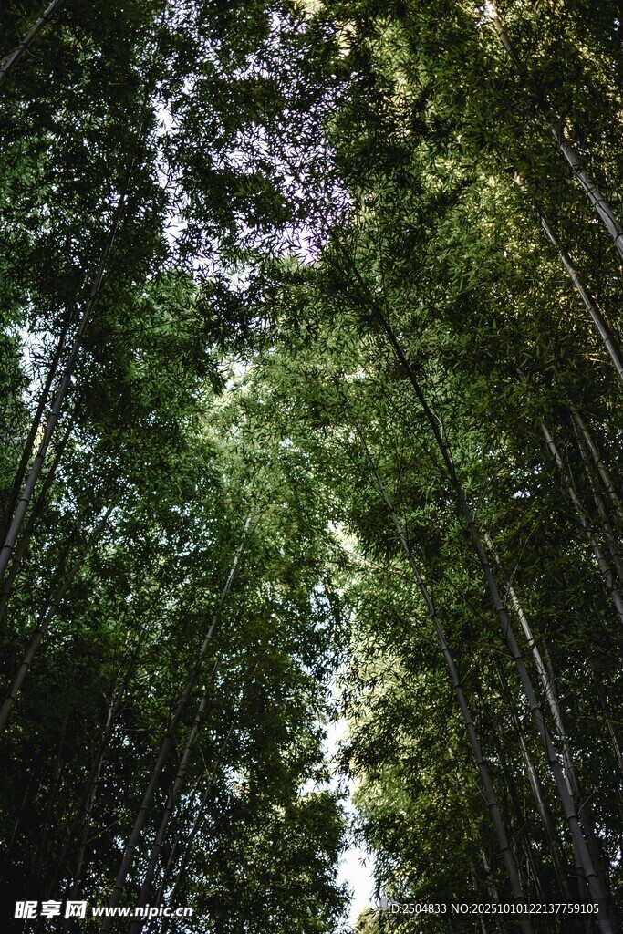 仰望茂密翠绿的竹林