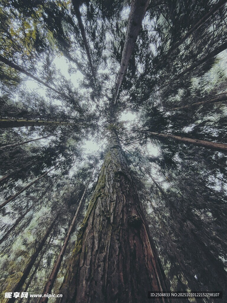 仰望参天大树的壮观景象