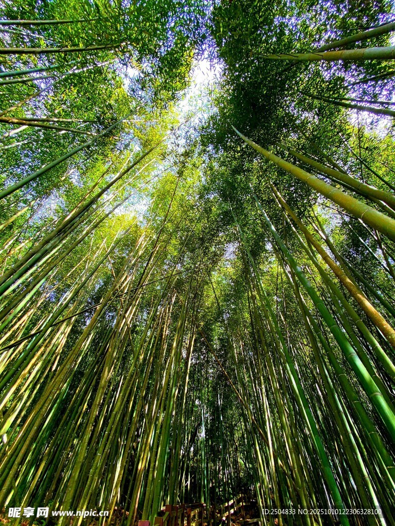 竹林深处的自然光影世界