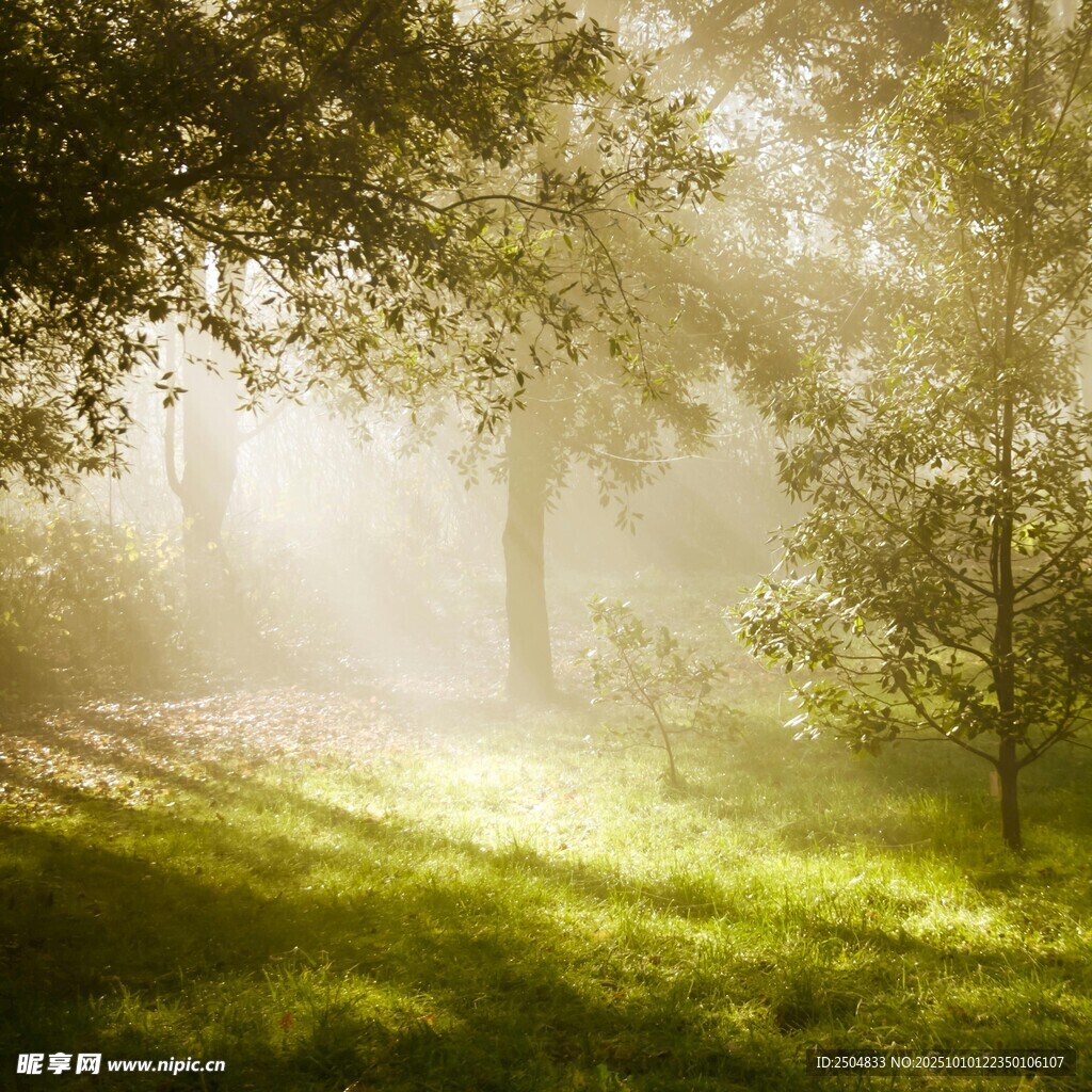 林间晨雾中的阳光美景