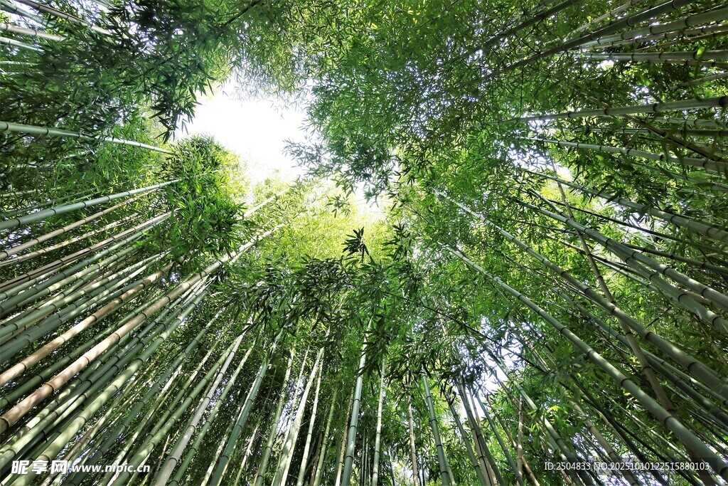 竹林深处的阳光美景