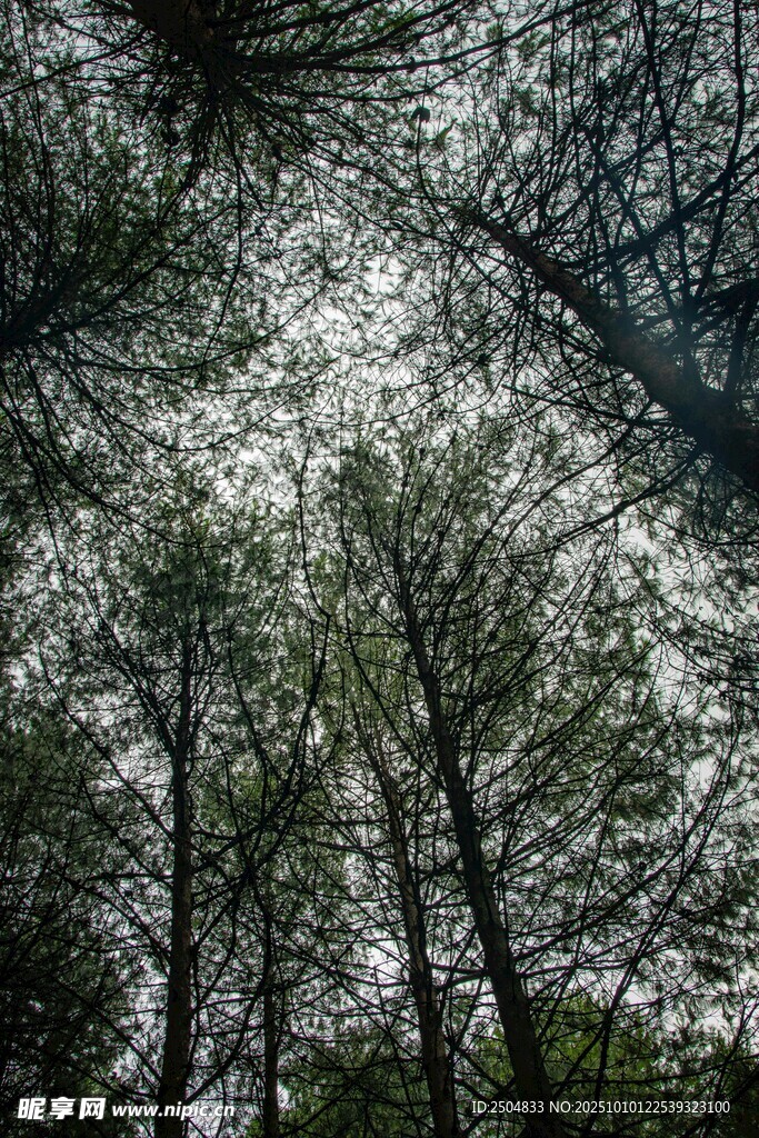 仰视林间树木与天空