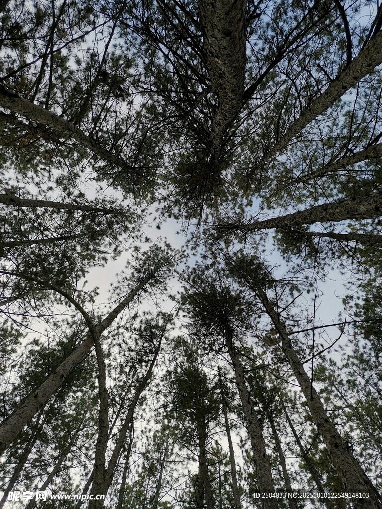 仰视森林树木的壮观景象