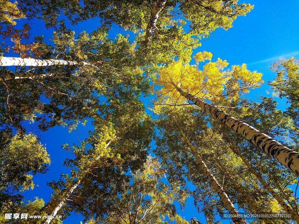 仰望秋日森林蓝天树木