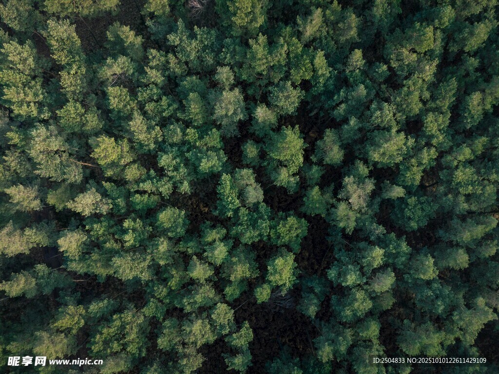 俯瞰茂密森林景观