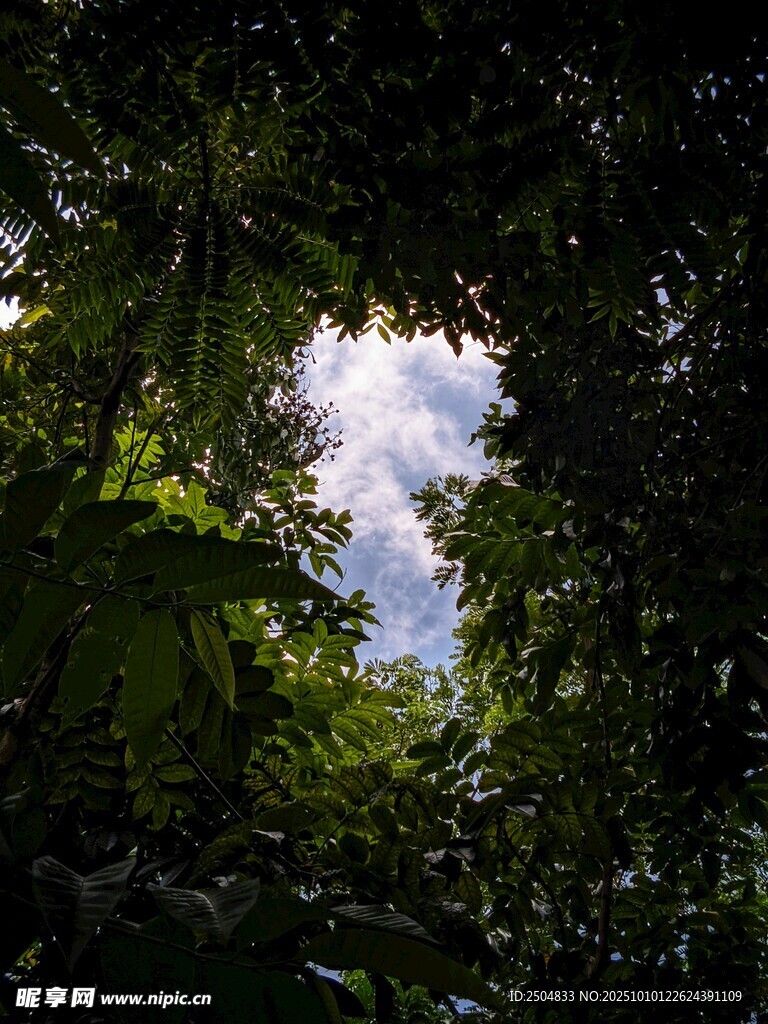 透过树叶望天空