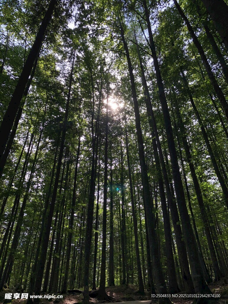 阳光洒落的茂密竹林