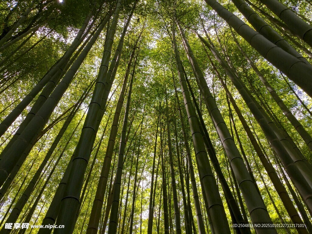 茂密竹林 向上生长的绿意
