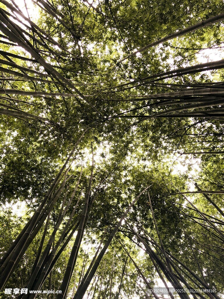 仰望葱郁竹林