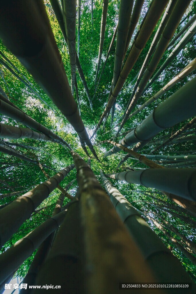 仰视茂密森林树冠景象