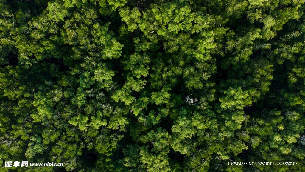 翠绿繁茂的植物景观