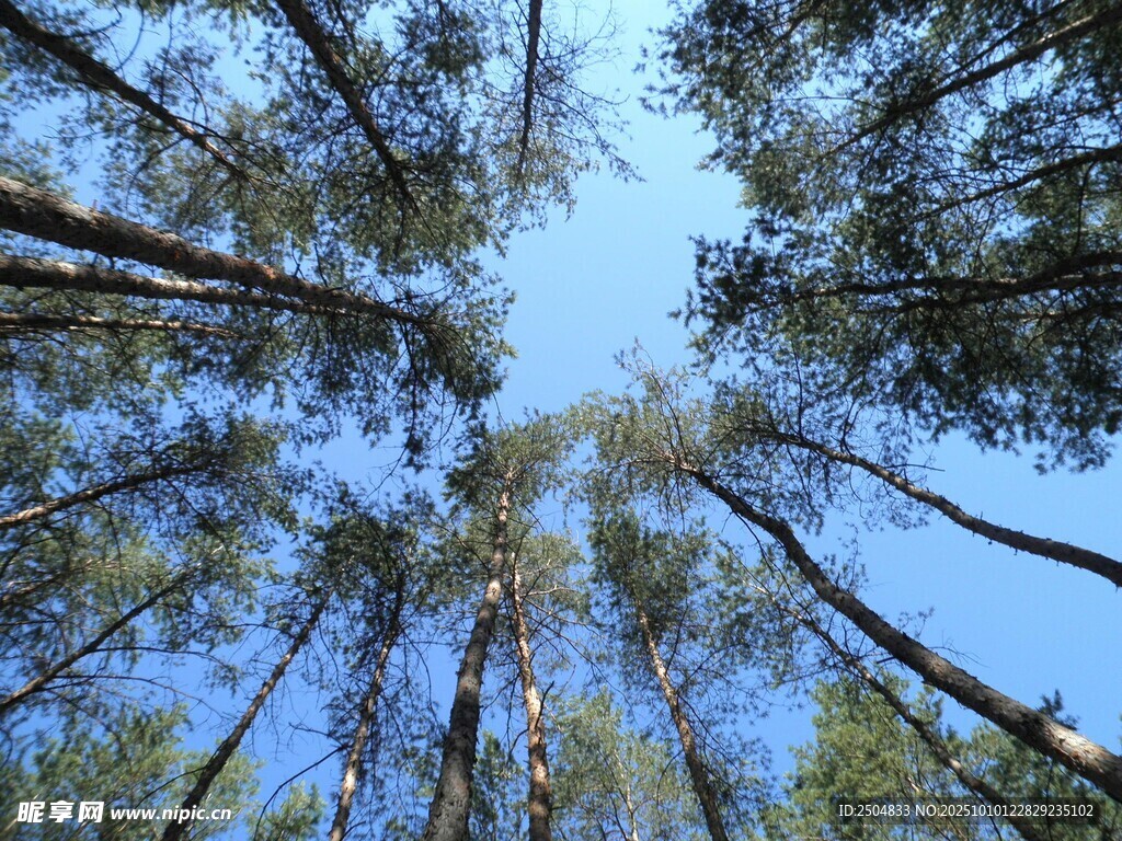 仰望森林中的高耸树木