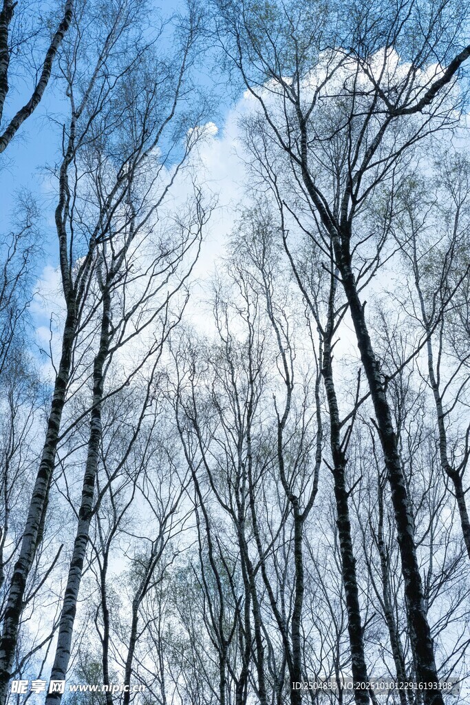 冬日枯树林 蓝天背景