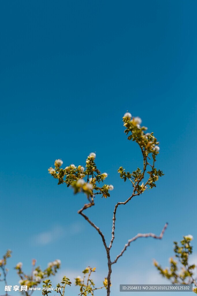 蓝天映衬下的花枝