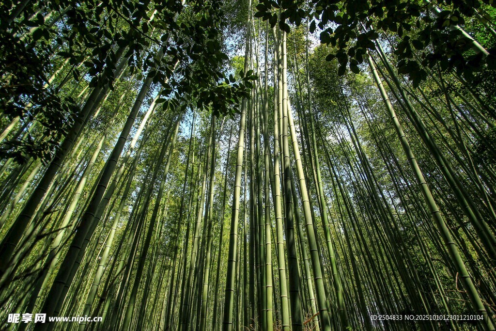 翠绿竹林 尽显自然生机
