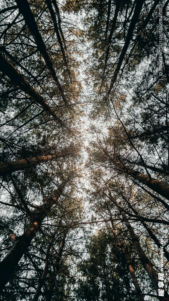 仰望森林树冠的自然美景