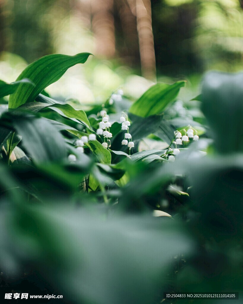林间铃兰绽放