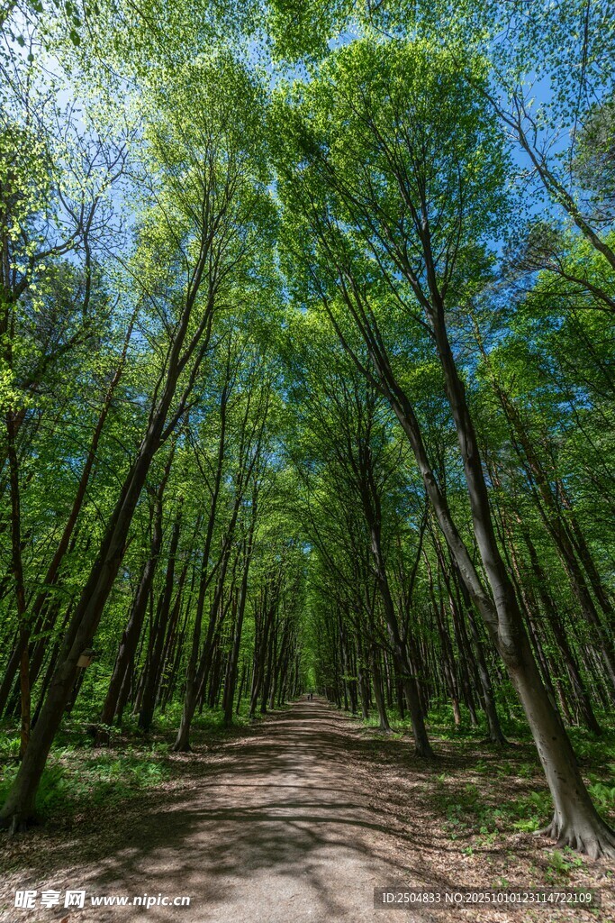 林间小道 绿意盎然的自然景