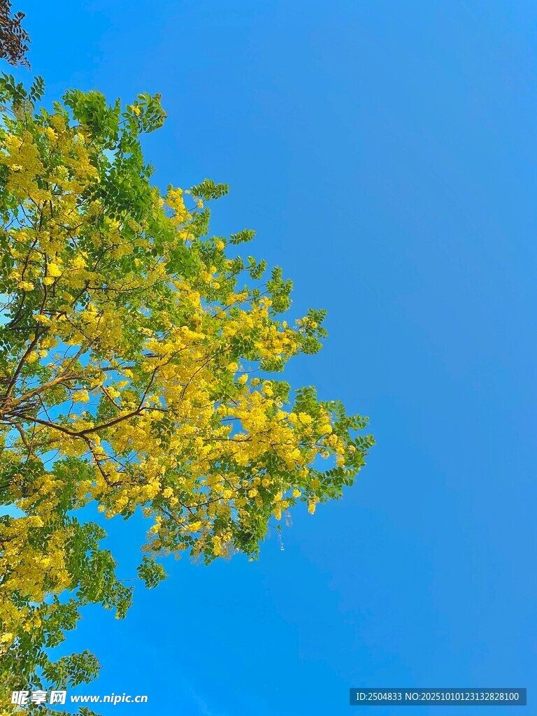 蓝天映衬下的翠绿树枝